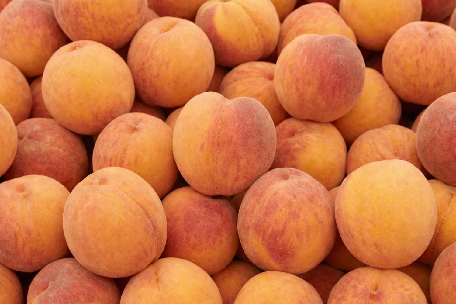 Peaches Are Here! 🍑