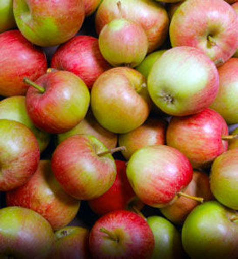 0000156_stayman-winesap-apple_510.jpg