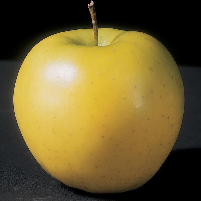 Apple-Mutsu.jpg
